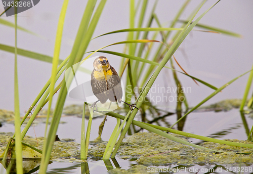 Image of Yellow Headed Black Bird