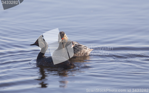 Image of Eared Grebe with Babies