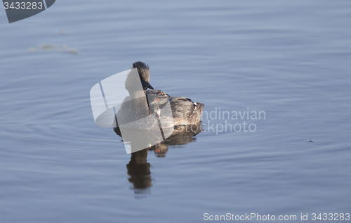 Image of Eared Grebe with Babies