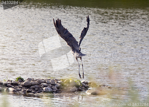 Image of Blue Heron in Swamp taking off in flight