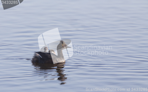 Image of Eared Grebe with Babies