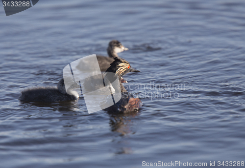 Image of Eared Grebe with Babies