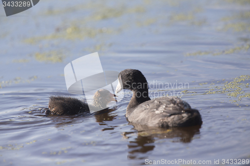 Image of American Coot Waterhen