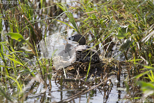 Image of American Coot with baby in nest