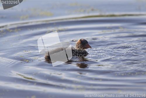 Image of American Coot Waterhen