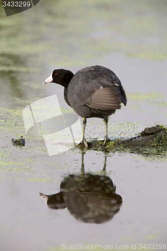 Image of American Coot Waterhen