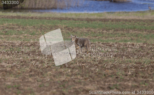 Image of Coyote standing in field