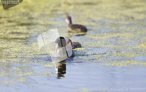 Image of American Coot Waterhen