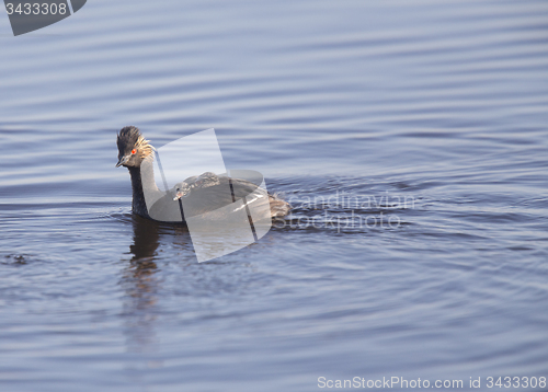 Image of Eared Grebe with Babies