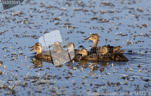Image of Mother Duck and Babies