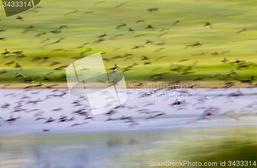 Image of Flock of Black Birds in Flight