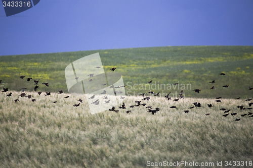 Image of Flock of Black Birds in Flight