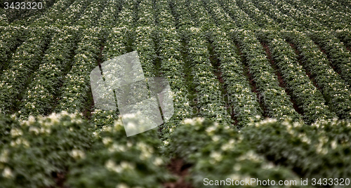 Image of Potato Crop Row