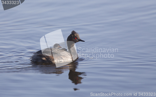 Image of Eared Grebe with Babies