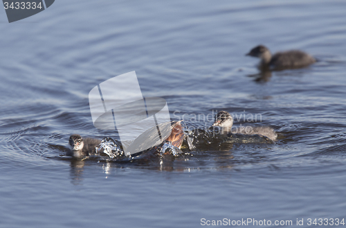 Image of Eared Grebe with Babies