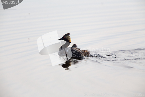 Image of Eared Grebe with Babies