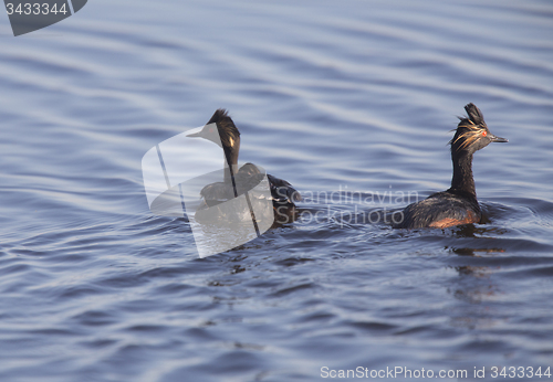 Image of Eared Grebe with Babies