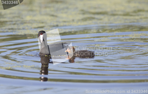 Image of American Coot Waterhen