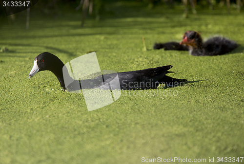 Image of American Coot Waterhen