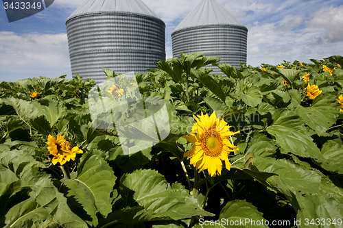 Image of Sunflower Field Manitoba