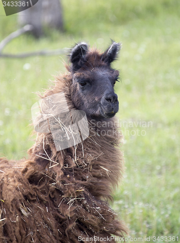 Image of Llama Alpaca 