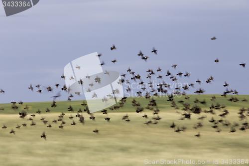 Image of Flock of Black Birds in Flight