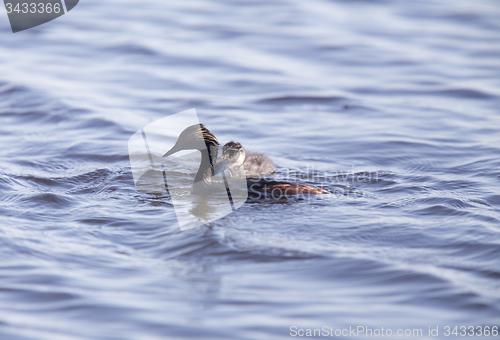 Image of Eared Grebe with Babies