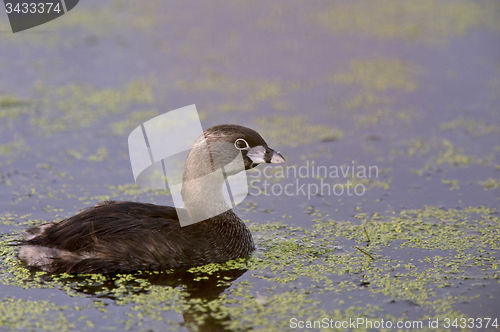 Image of American Coot Waterhen