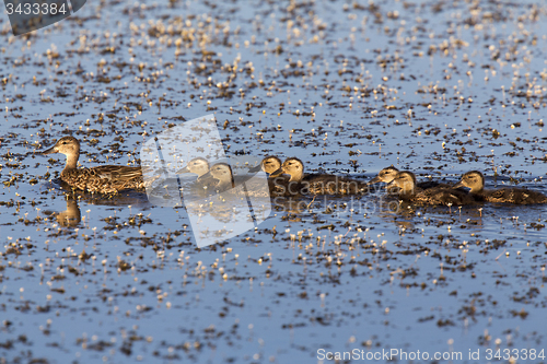 Image of Mother Duck and Babies