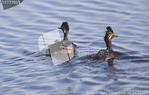 Image of Eared Grebe with Babies