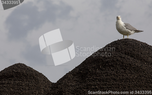 Image of Seagull on Gravel Pit