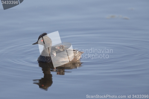 Image of Eared Grebe with Babies