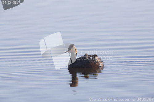 Image of Eared Grebe with Babies