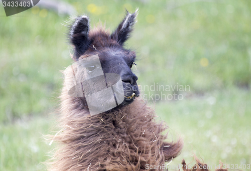 Image of Llama Alpaca 