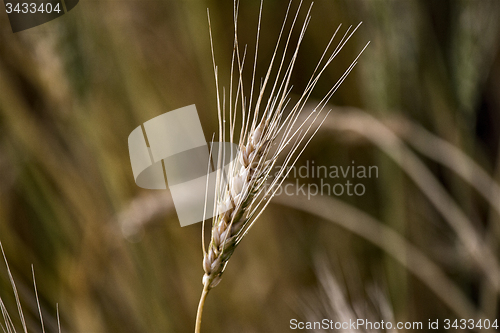 Image of Close Wheat in Field