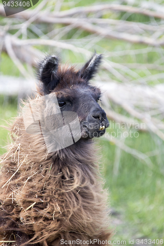 Image of Llama Alpaca 