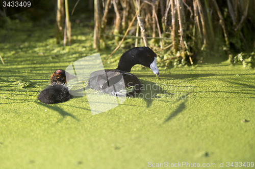 Image of American Coot Waterhen