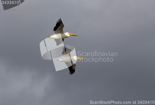 Image of Pelicans in Flight