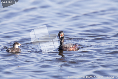 Image of Eared Grebe with Babies