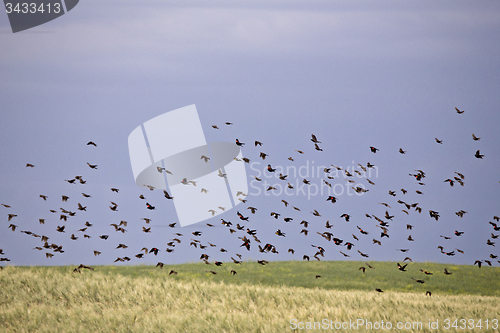 Image of Flock of Black Birds in Flight