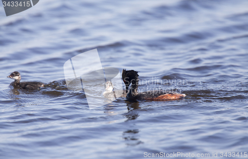 Image of Eared Grebe with Babies