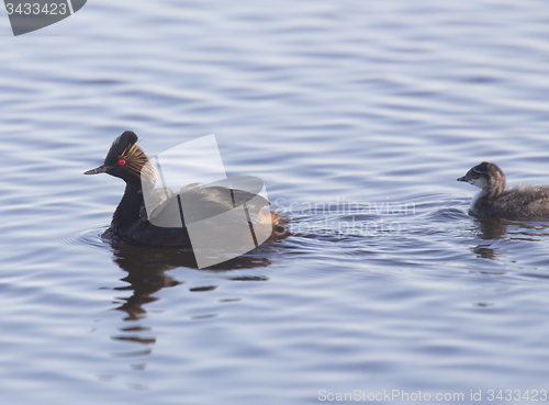 Image of Eared Grebe with Babies