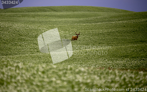 Image of Deer in Pulse Crop Field