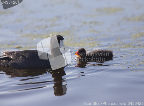 Image of American Coot Waterhen