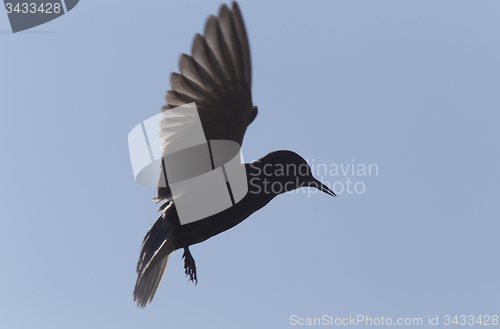 Image of Tern in Flight