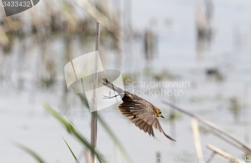 Image of Female Yellow headed Blackbird