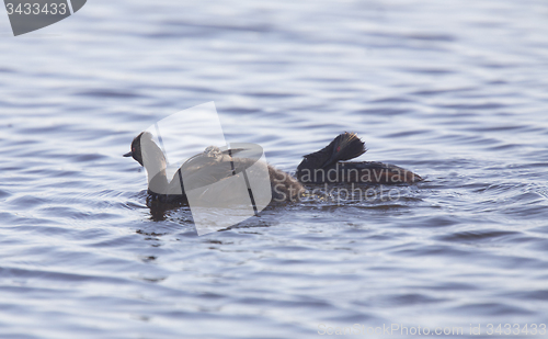 Image of Eared Grebe with Babies