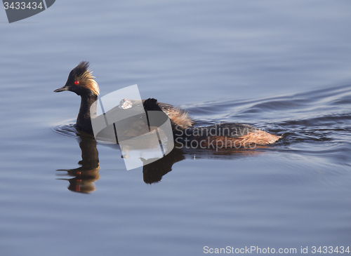 Image of Eared Grebe with Babies