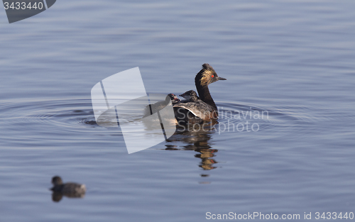 Image of Eared Grebe with Babies