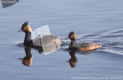 Image of Eared Grebe with Babies